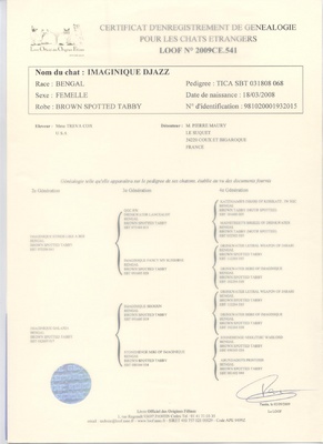 pedigree_imaginique_djazz_400 pedigree_imaginique_djazz_400